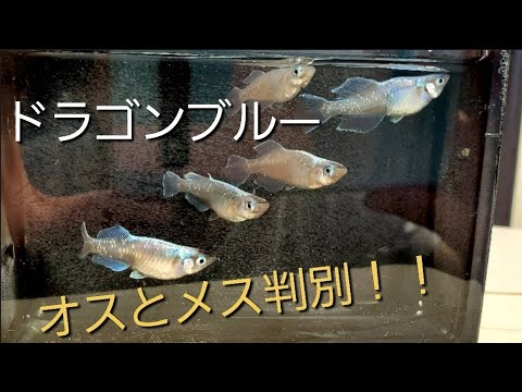 ドラゴンブルーメダカのオスメス判別 サムライタイプもいるよ Youtube