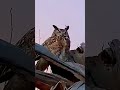 The Most Disrespected Bird on Earth 😂🦅