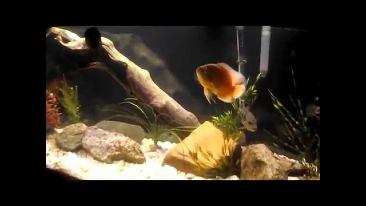 african cichlid tank mates 125 Gallon American Cichlid Tank