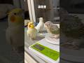 【鳥定期#76】テンションの差が激しい鳥たち#インコ #鳥 #かわいい #ペット