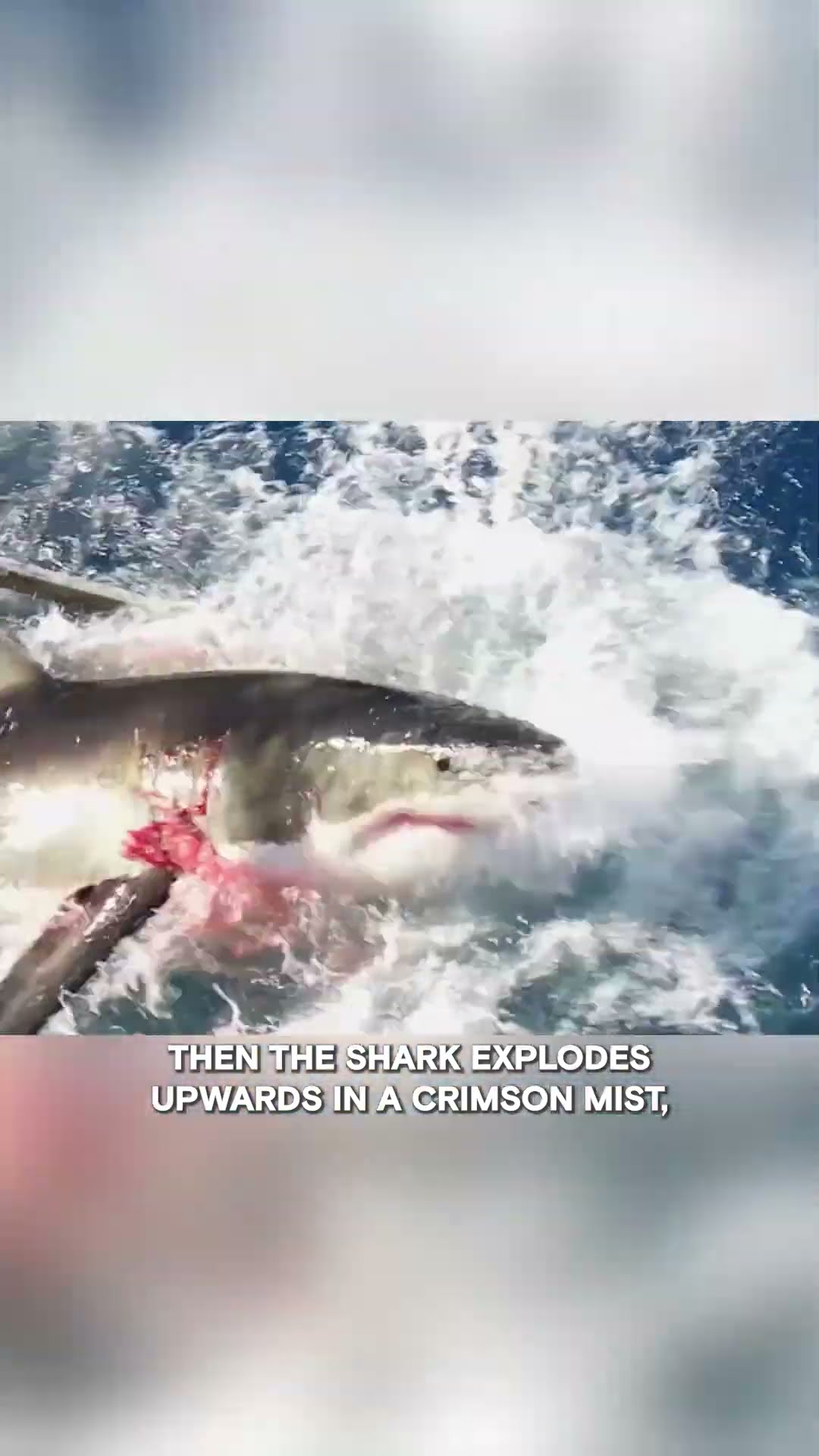 Surprised By Great White Sharks | History's Most Shocking | #Shorts