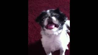 Japanese Chin Talks & Does Tricks!