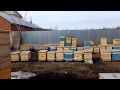 КАК ПОКРАСИТЬ УЛЬЯ   ЦВЕТ ИГРАЕТ РОЛЬ ? Секреты начинающим пчеловодам от А до Я