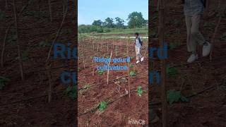 peerkkangai plant #ridge gourd cultivation #agriculture #farming #agriculturelife #agribusiness