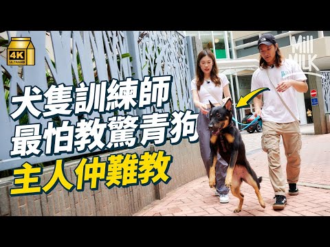 #MM｜試一次做犬隻訓練師 面對有攻擊性嘅狗狗點算好？亂拉狗繩原來係錯誤做法 驚青狗最難教 訓練咬人惡狗唔使惡？訓練主人先係最重要｜#試一次 #4K