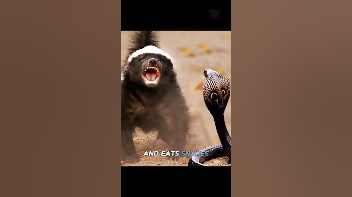 The honey badger never gives up..