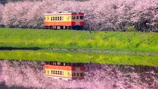 4k Uhd 春の小湊鉄道といすみ鉄道 Kominato Railway And Isumi Railway In Spring Shot On Samsung Nx1 Youtube