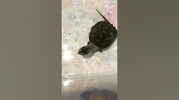 Rùa common snaping baby