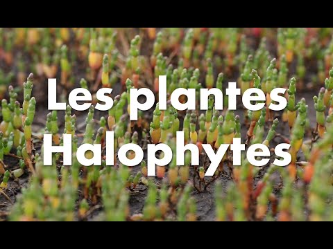 Vidéo: Quel écosystème est dominé par les plantes halophiles ?