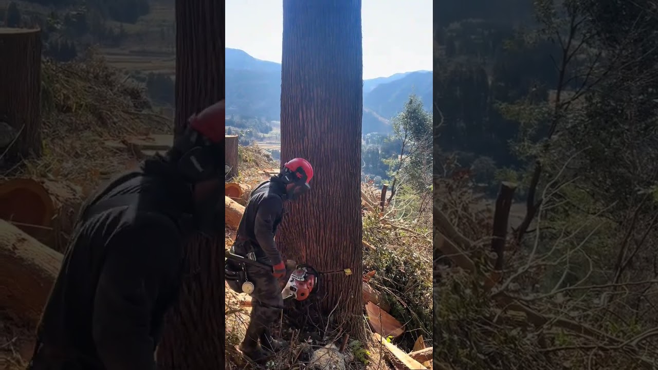 Insanely Satisfying Tree Cutting with Chainsaw 