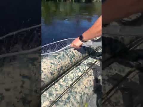 Кижуч клюёт