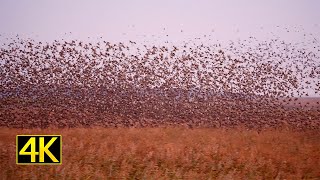 Tausende Stare verlassen ihren Schlafplatz / starlings murmuration / Aventoft