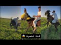 مشيت نتبورد فوق كنت شوية غنموت Trending Viralvideo Comedy Filmigaane Funny Love مشيت نتبورد فوق كنت شوية غنموت Trending Viralvideo Comedy Filmigaane Funny Love