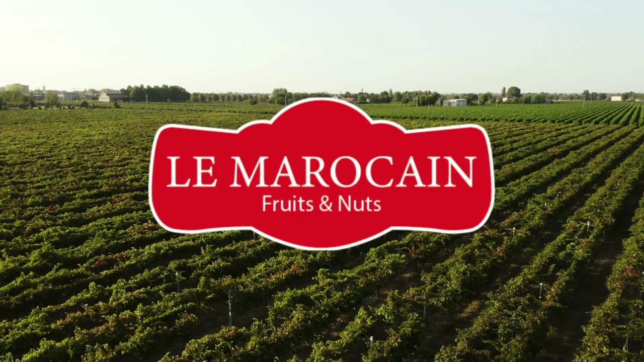 Premium Grapes for Global Export by Le Marocain Fruits et Nuts