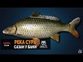 Русская Рыбалка 4 — Сазан на реке Сура