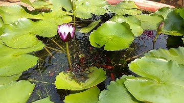 Nuôi cá bảy màu và cá hồng kim trong hồ xi măng trồng hoa súng 2019