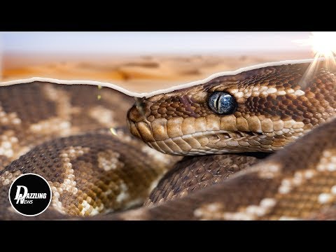 A 3-Metre Reticulated Python in Singapore