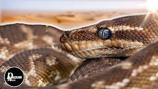 A 3-Metre Reticulated Python in Singapore