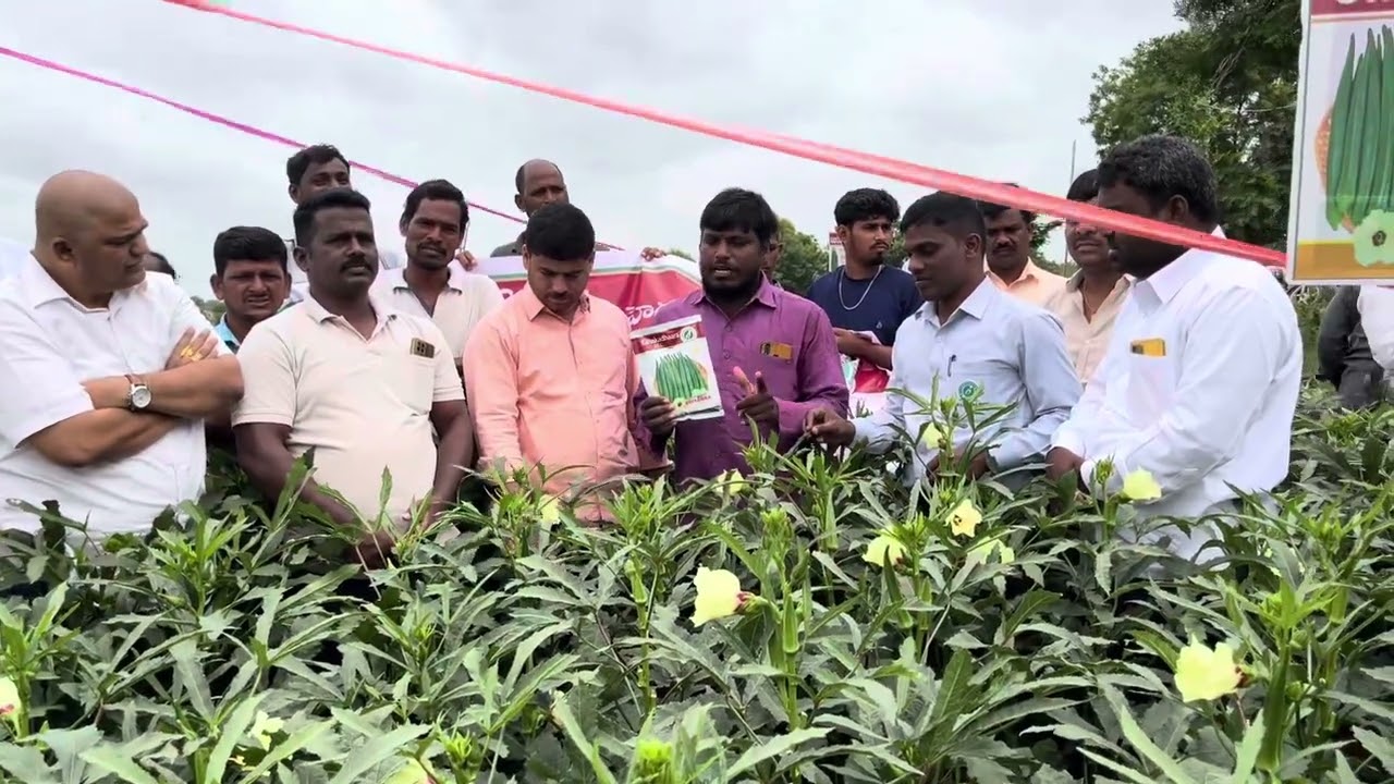 KANAKADHAARA seeds bhenda