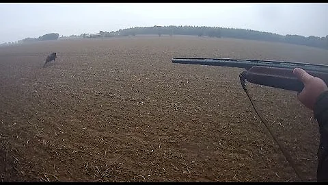 Chasse au sanglier - Tir d'un sanglier