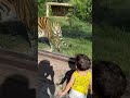 Face to Face with a Giant Tiger! 🐯😲 | Sam’s Zoo Moment #2