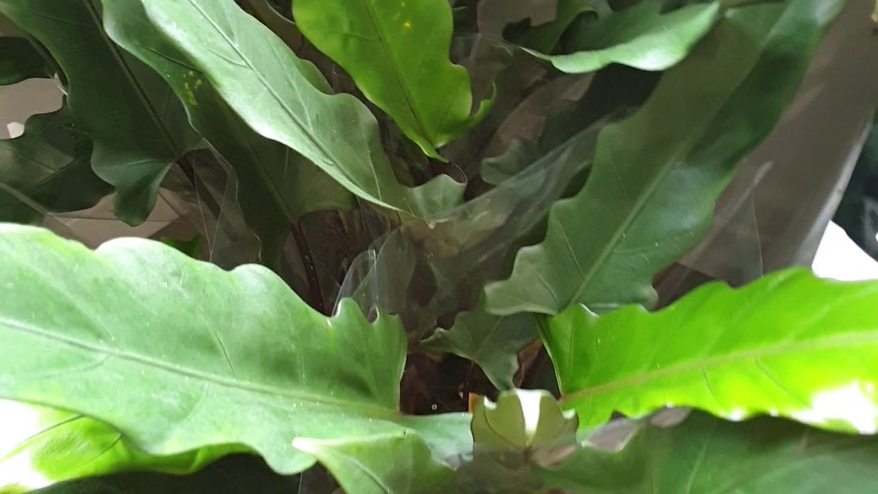 Alocasia Lauterbachiana Close Up 