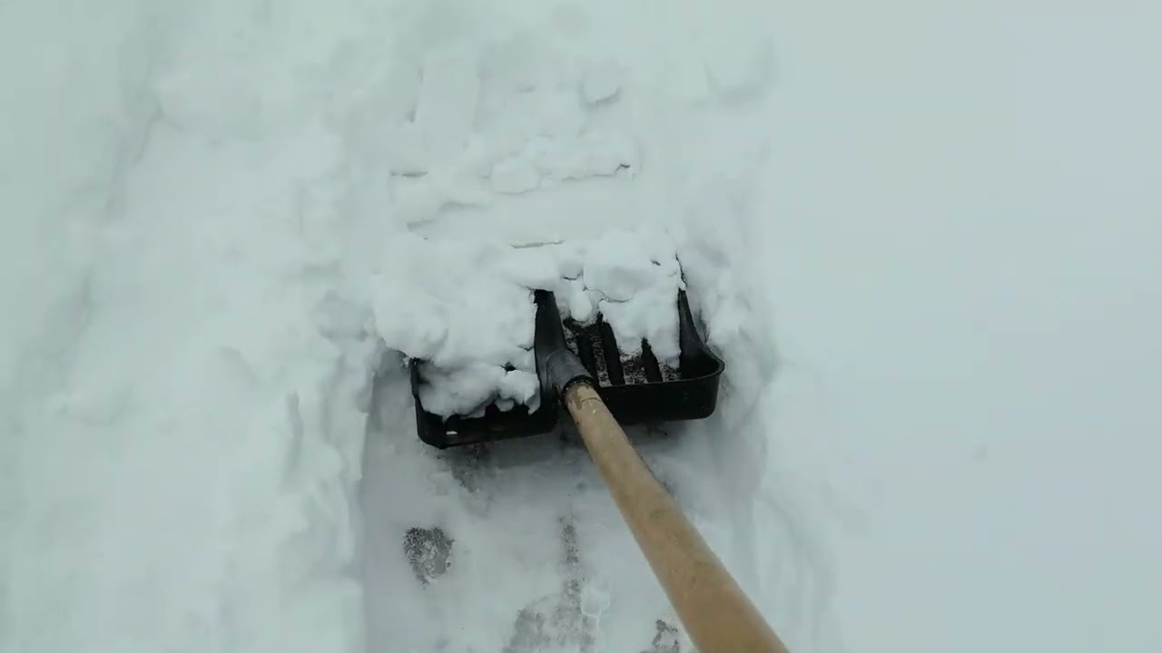 Сильный ветер и снег. Утки жалуются на холод. Часть уток загнали в теплицу. 16 февраля 2026.