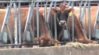 A Journey Through Animal Sciences at The Ohio State University