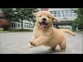 Are Golden Retriever Smarter Than Us? Funny and Cute Golden Retriever Puppies