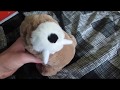 Piggy Island Shortz: News with Willy