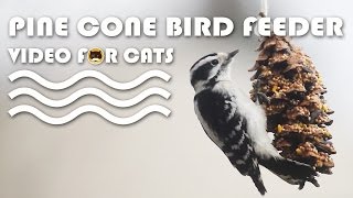 Bird Video For Cats - Pine Cone Bird Feeder: House Finch, Black-Capped Chickadee, Woodpecker.