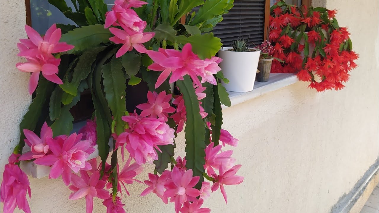 Yaşlı Bir Teyzenin Bahçesinde... | Sardunyalar ve Muhteşem Atlas Çiçeği ve  Paskalya