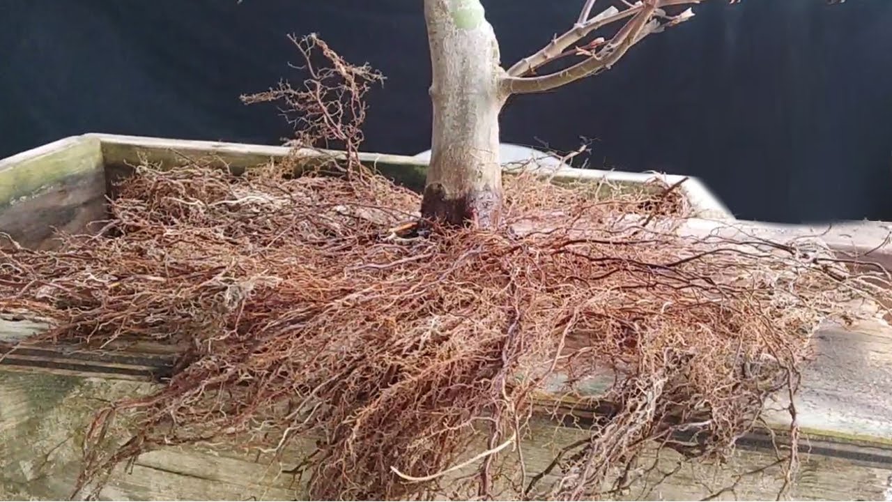 Separación de acodo y replante sobre tabla para mejorar nebari | Arce Palmatum Yamamomiji