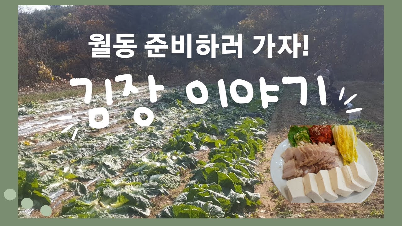 [Sub]김장 이야기(배추 수확부터 김장까지~ft.두부 보쌈, 굴 보쌈)