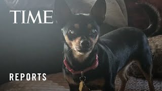 Foster Pets: Hard to Adopt, Easy to Love | TIME