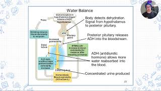 3.4.4 - Endocrine System (Osmoregulation 2)