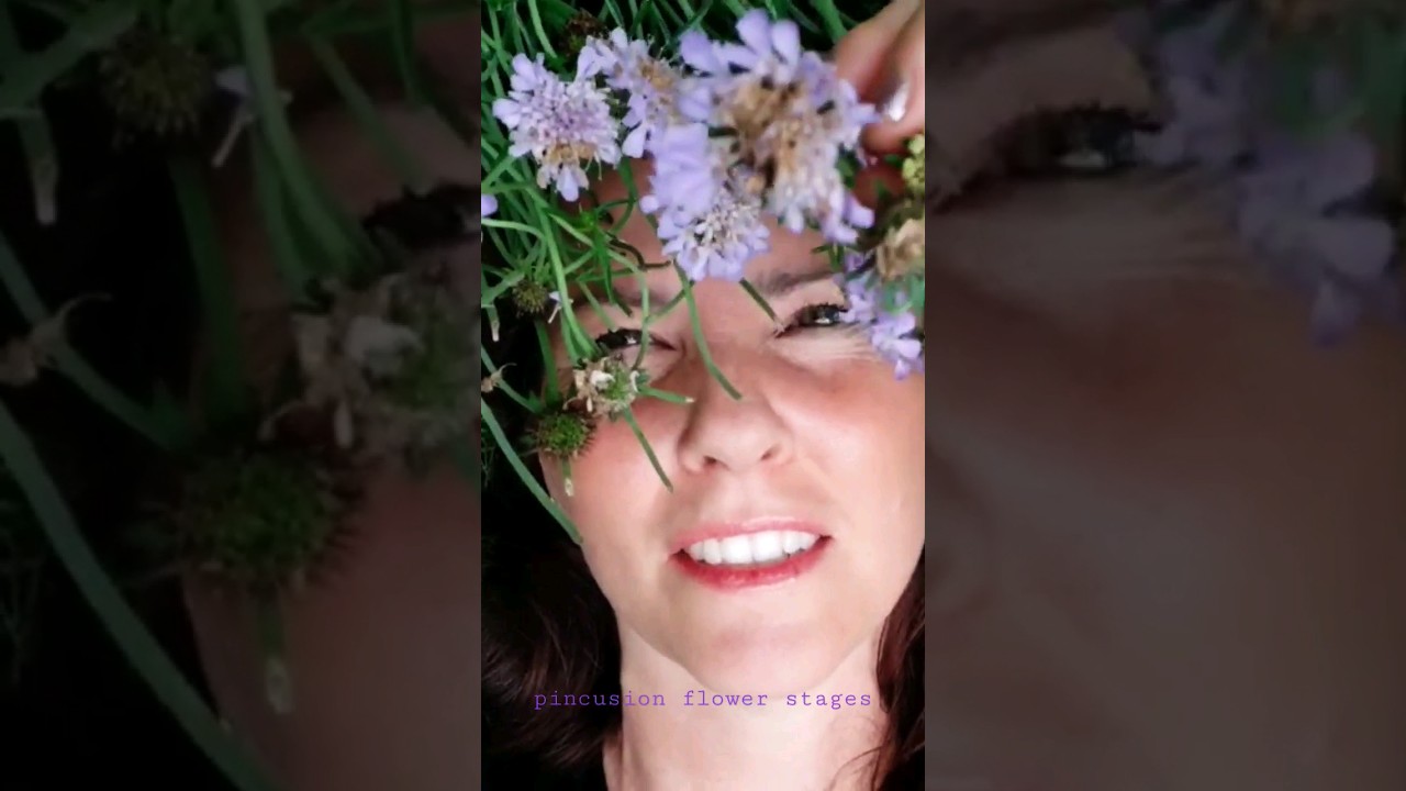 Pincushion Flower Flowering Phases 