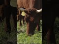 How Cows Turn Soil Into a Sponge