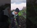 How Cows Turn Soil Into a Sponge
