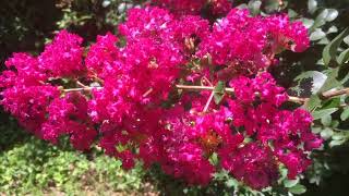 A home Sukyo Mahikari 'Yoko Garden' in Columbia South Carolina by Alan Geoghegan 173 views 1 year ago 1 minute, 15 seconds