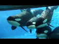 6 Killer Whales in Underwaterviewing Seaworld Orlando