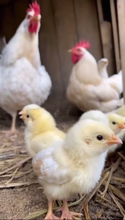 A weasel was bitten by a dog while stealing food!#satisfying #nature #animals #funny