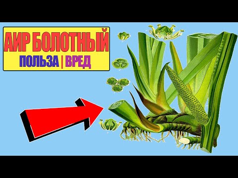 АИР БОЛОТНЫЙ ЛЕЧЕБНЫЕ СВОЙСТВА И ПРОТИВОПОКАЗАНИЯ