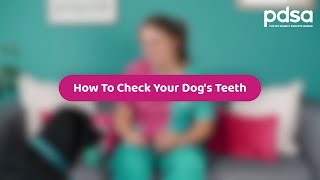 How To Check Your Dog's Teeth | Pet Health Advice