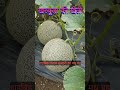 खरबूजा लगाए,लाखों कमाएं (Muskmelon cultivation)