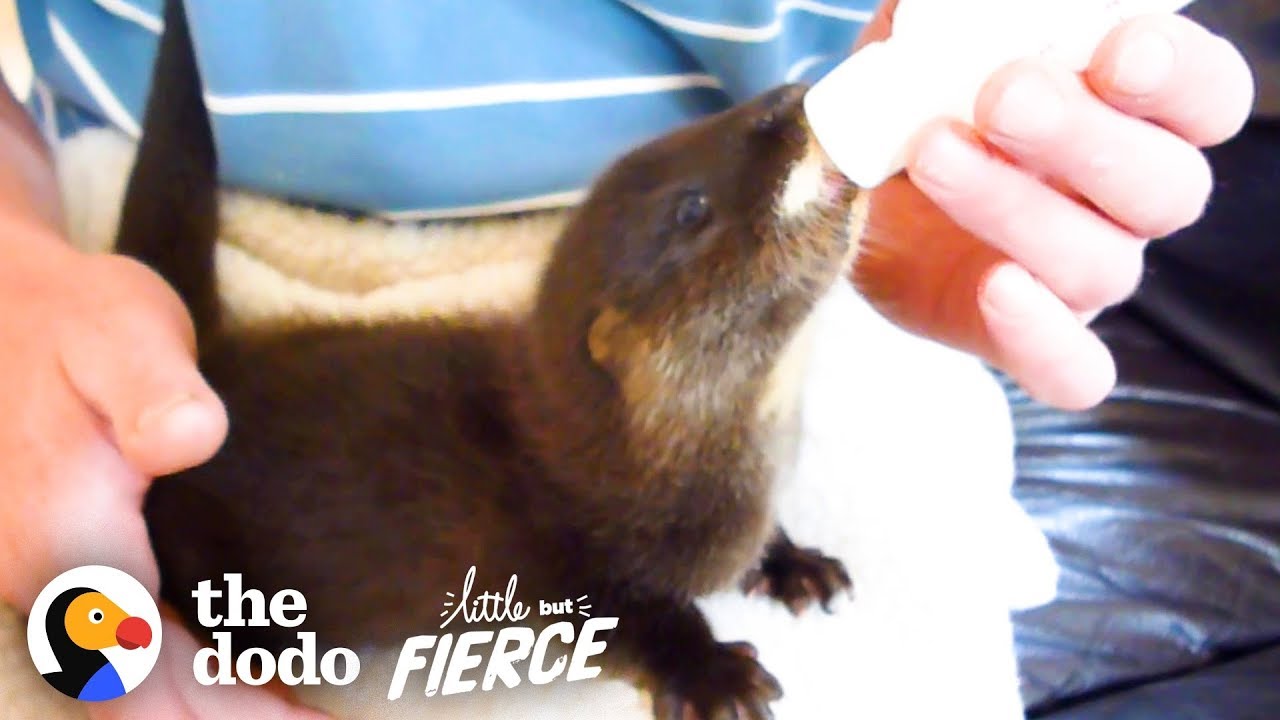 ⁣Watch This Fuzzy Baby Otter Swim for the First Time | The Dodo Little But Fierce
