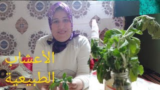 فوائد الاعشاب الطبيعيه+تقديم أمزيغي+تحية خالصة @أمي نعيمة البدوية