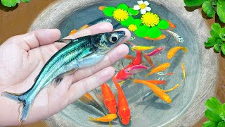 Amazing Catch Ornamental Tiny Shark in Pond, Zebrafish, Koi Fish, Betta Fighting Fish, Ranchu Fish by Uri Fishing 13,225 views 2 days ago 1 hour, 8 minutes