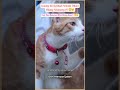 Kucing Kembali Setelah Dikira Hilang Selamanya?! 😳🐱