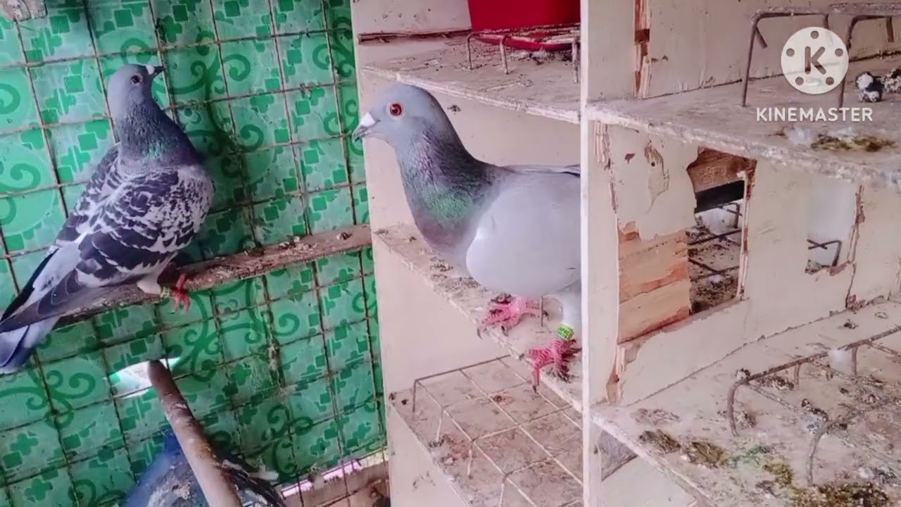 PAG PAPALAKAS NG ATING MGA WARRIORS SA HIMPAPAWID🕊️#Ndr #kalapatids #kapakpak #ranging #kalafortzky